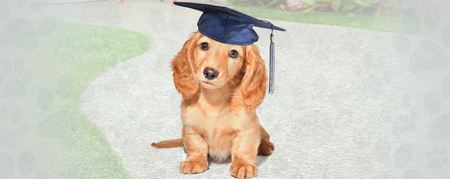 K 9 University