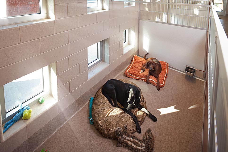 Olde Towne Pet Resort's Photo