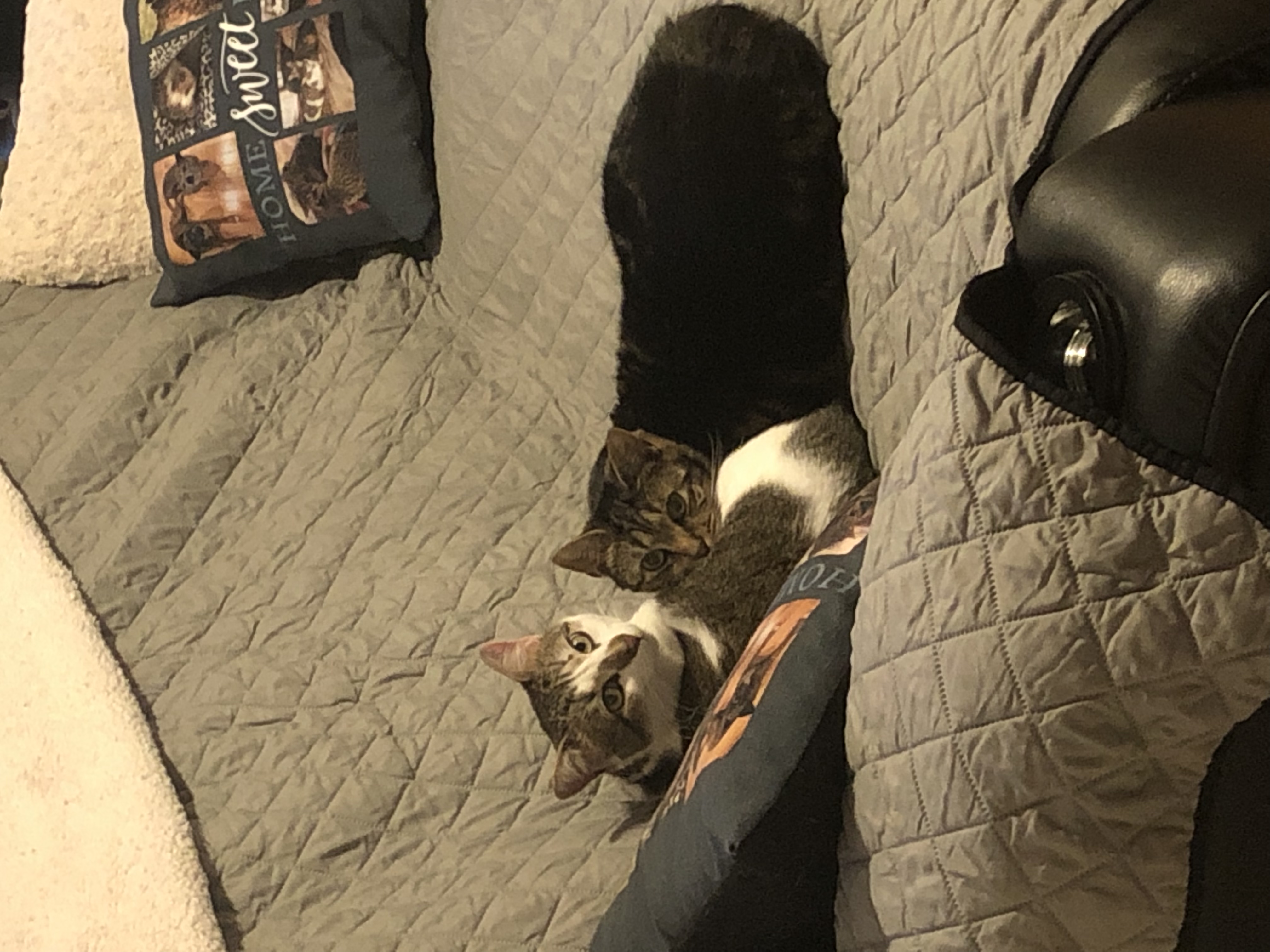 Whiskers N' Wags's Photo