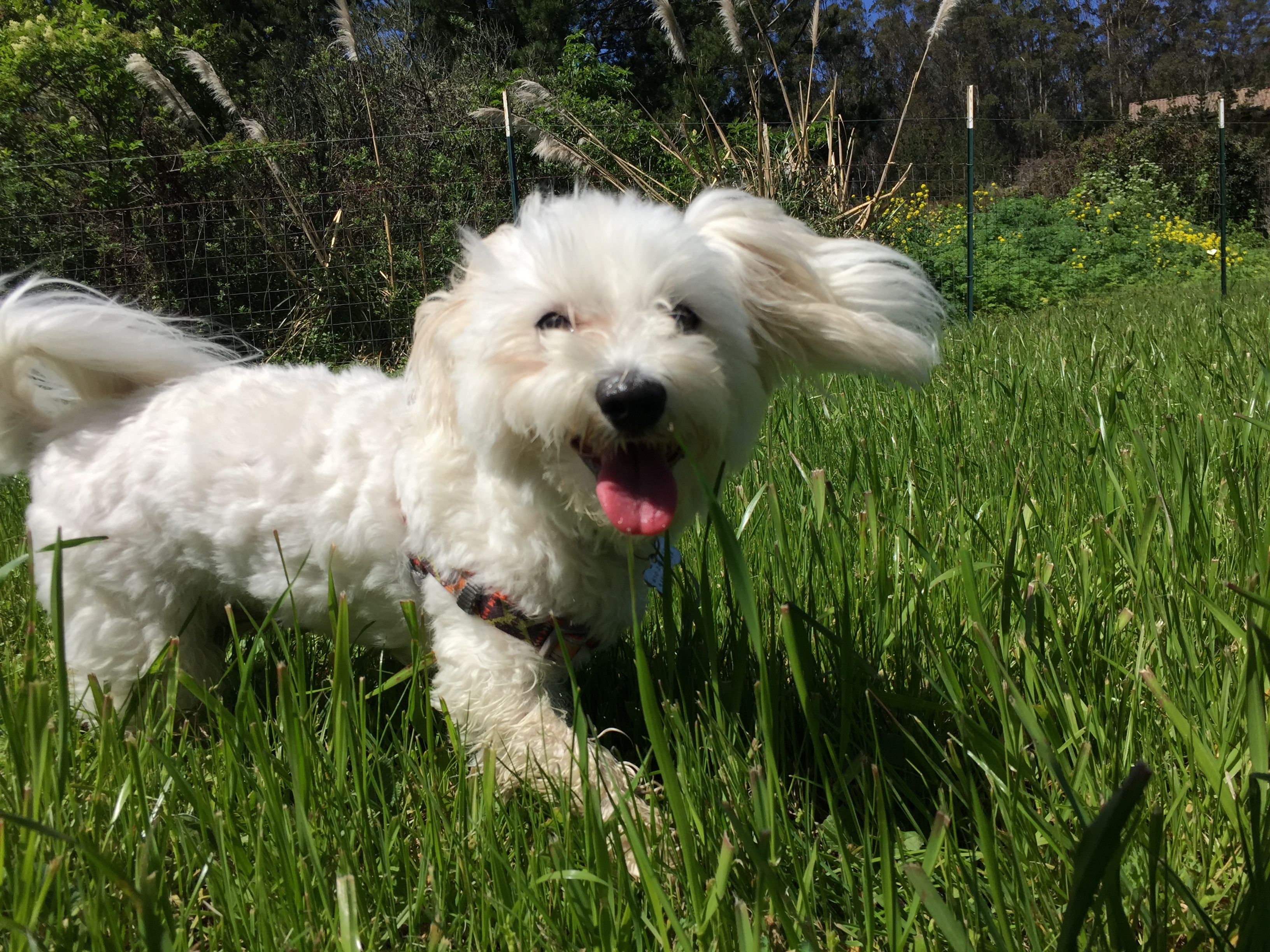 Little Dog Adventures's Photo