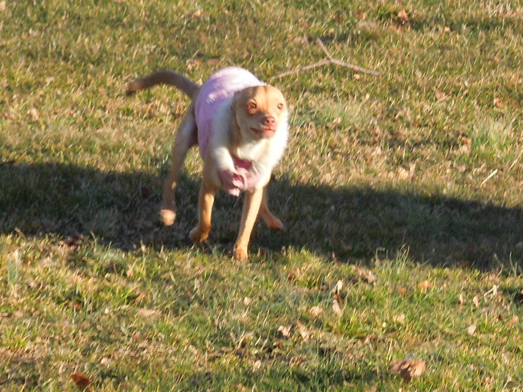 Soho Pet Services's Photo