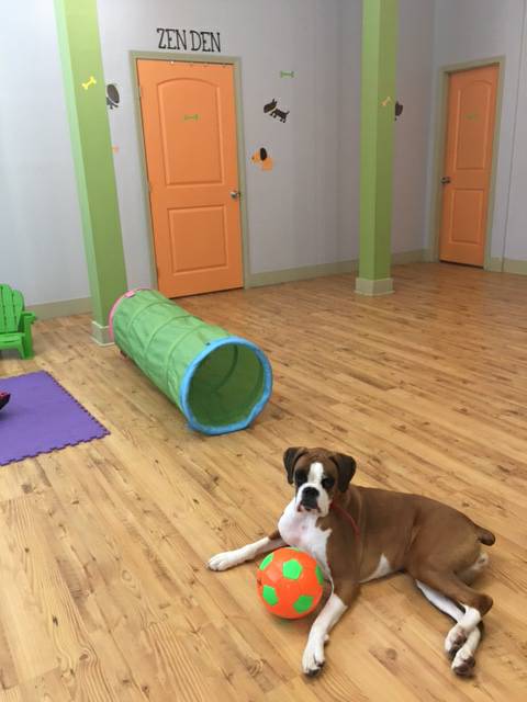 Yuppies Dog Loft's Photo