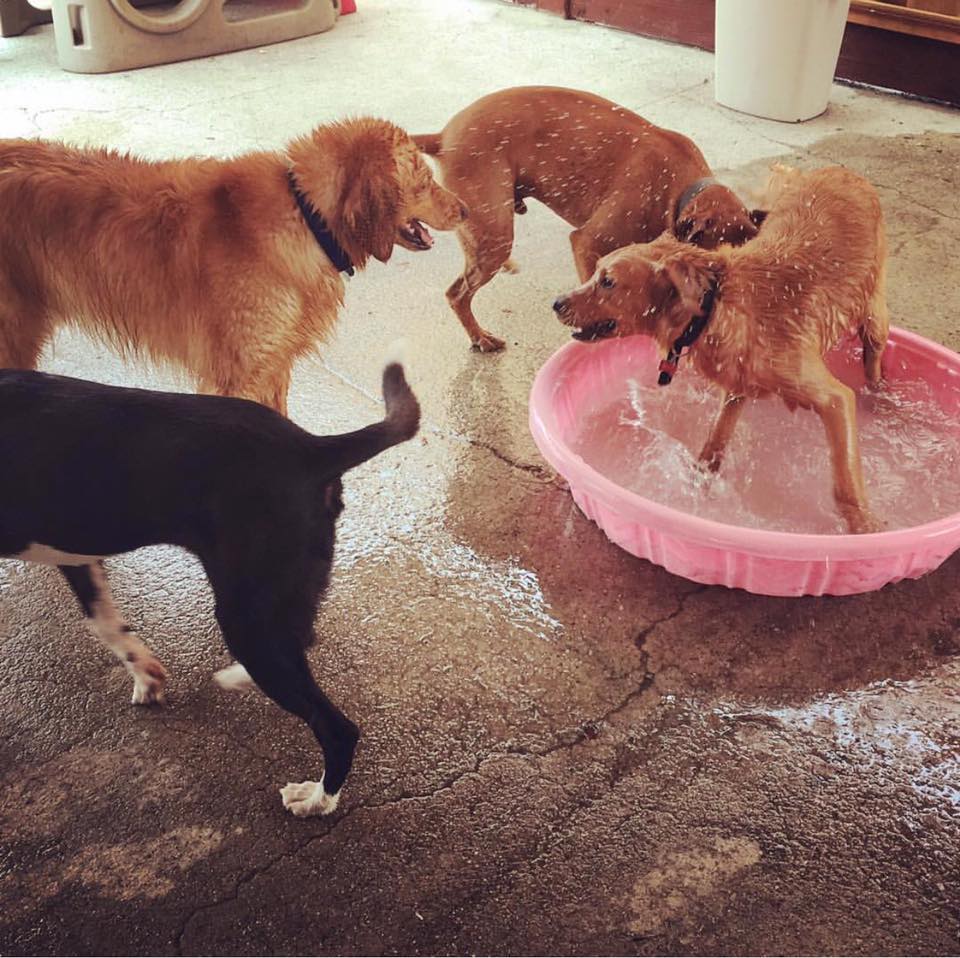 Nikki's Dog House's Photo