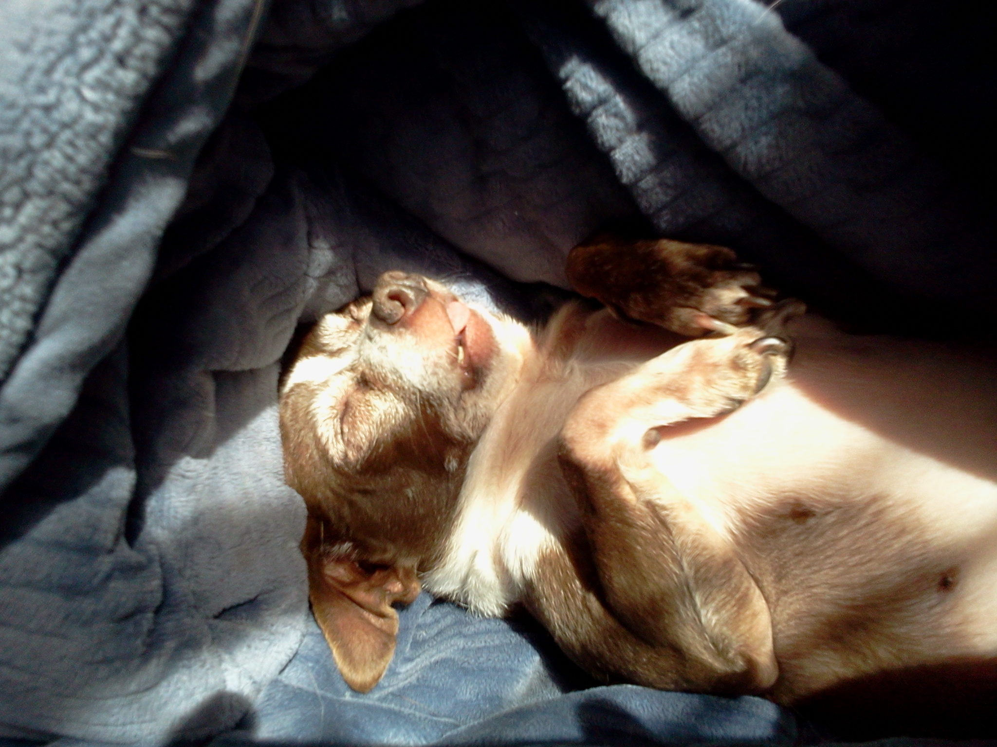 Parade of Pets's Photo