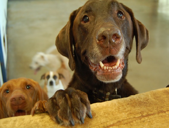 Wag Time Doggie Daycare's Photo
