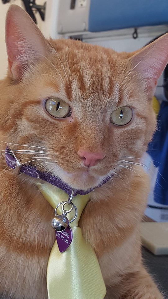 Clean Paws Mobile Grooming Salon's Photo