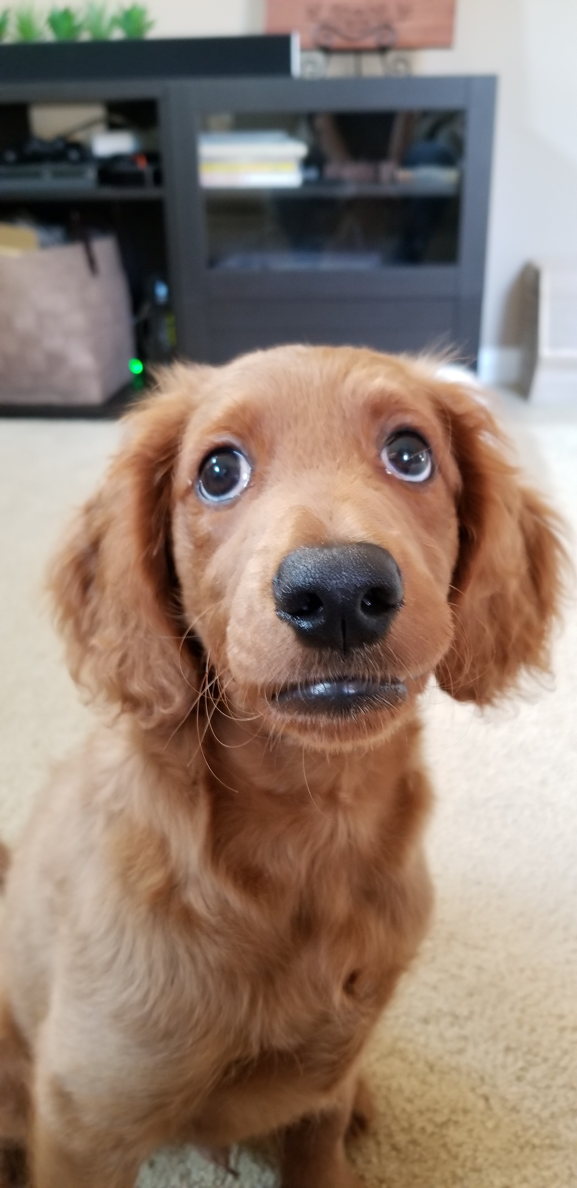 Canines4Life's Photo