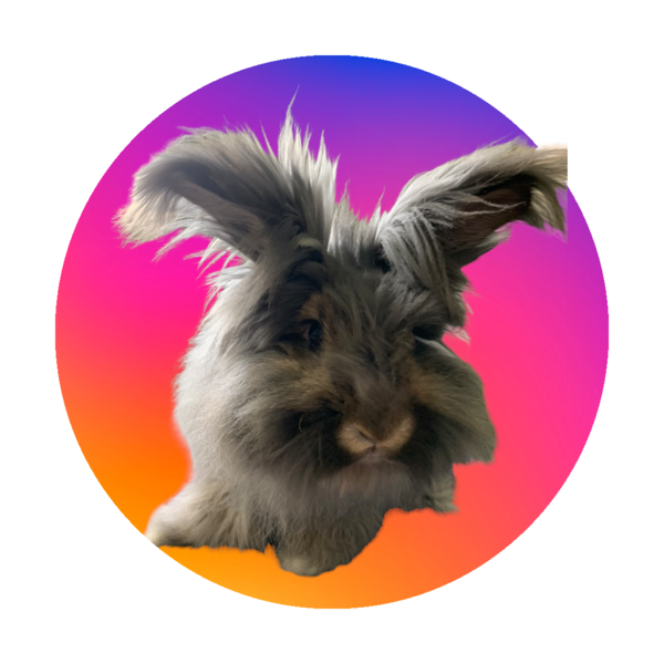 Binky's Bunny Boarding Logo