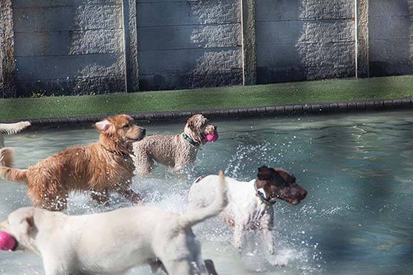 Fuzzie Buddies's Photo