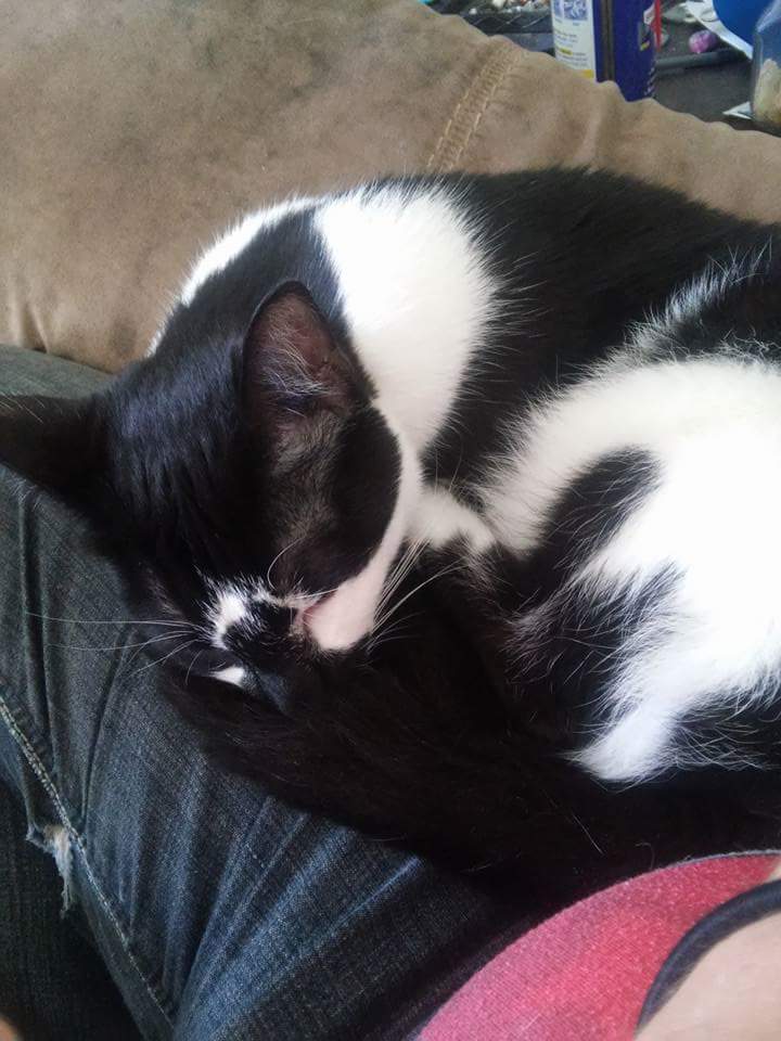 HD Travel Pet Care's Photo