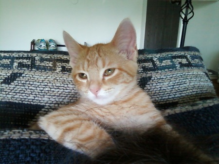 Paramount Pet-Sitting, LLC