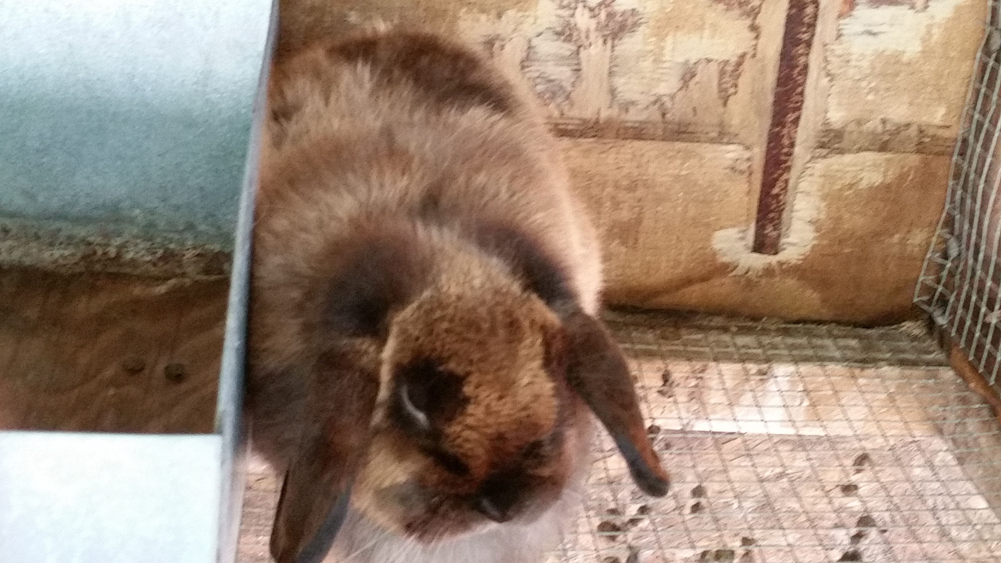 Blackberry Creek Mini Farm's Photo