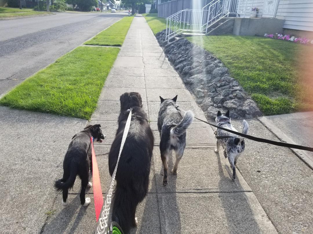 Serene Critter Care's Photo