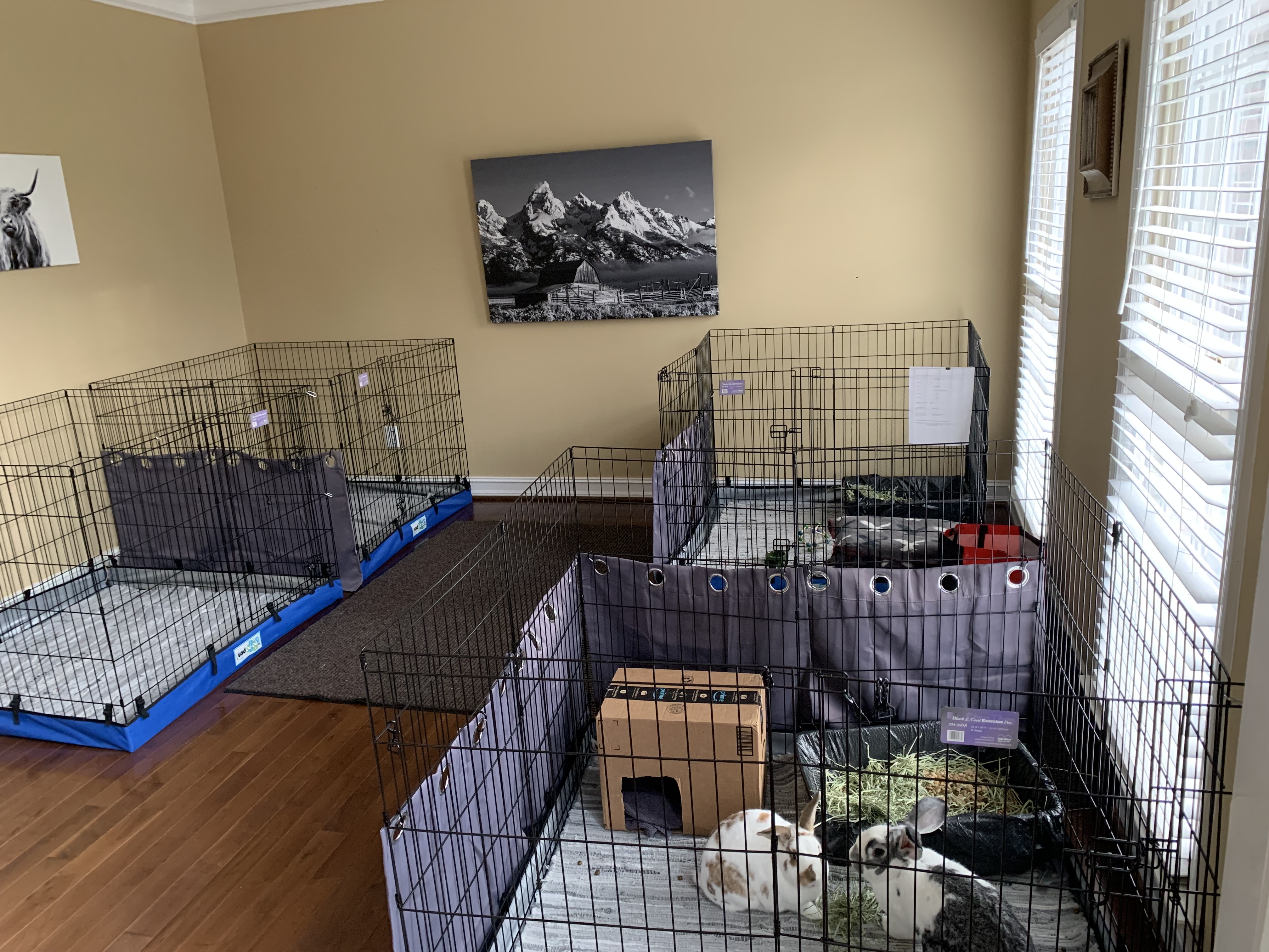 Binky's Bunny Boarding's Photo