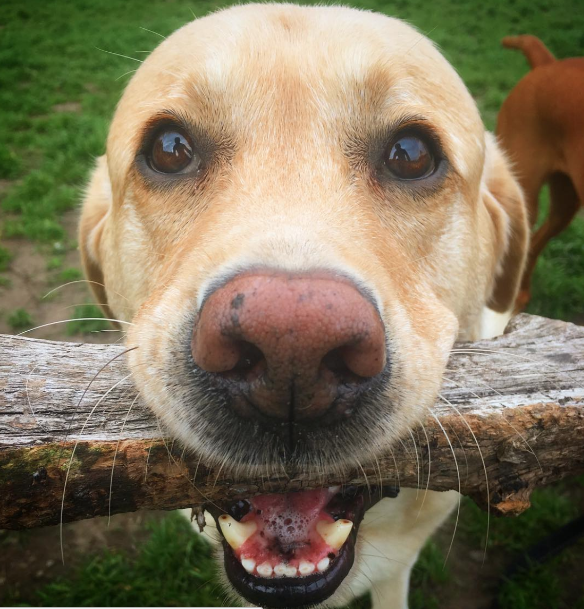 Awesome Paws's Photo