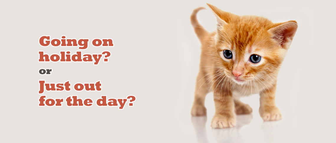 Angel's Diamond Pet Sitting/Cleaning Service's Photo