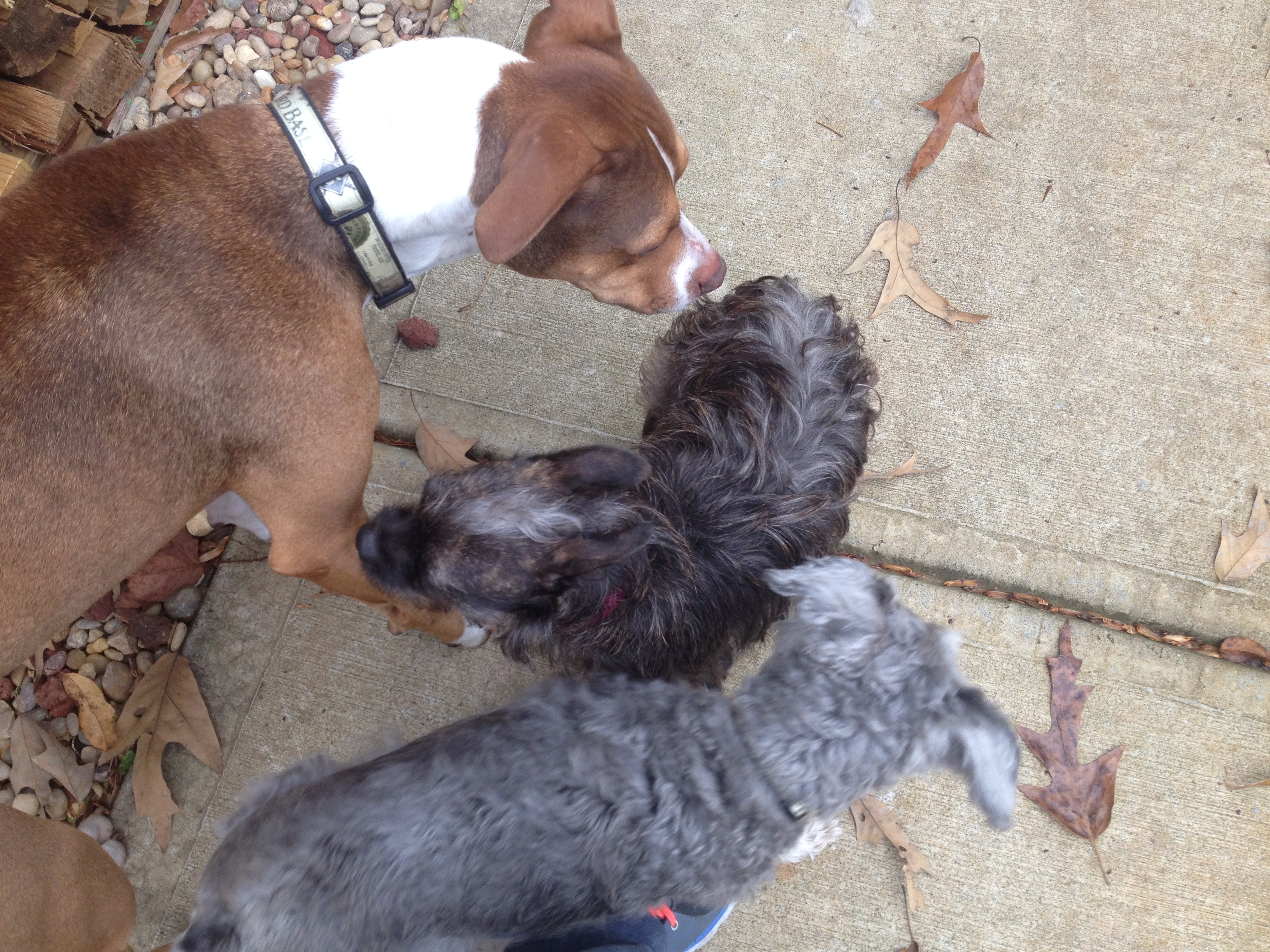 Potty Animals of Atlanta, LLC's Photo