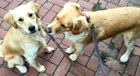 Gooddoggi's Photo