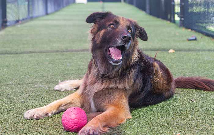 Fuzzie Buddies's Photo