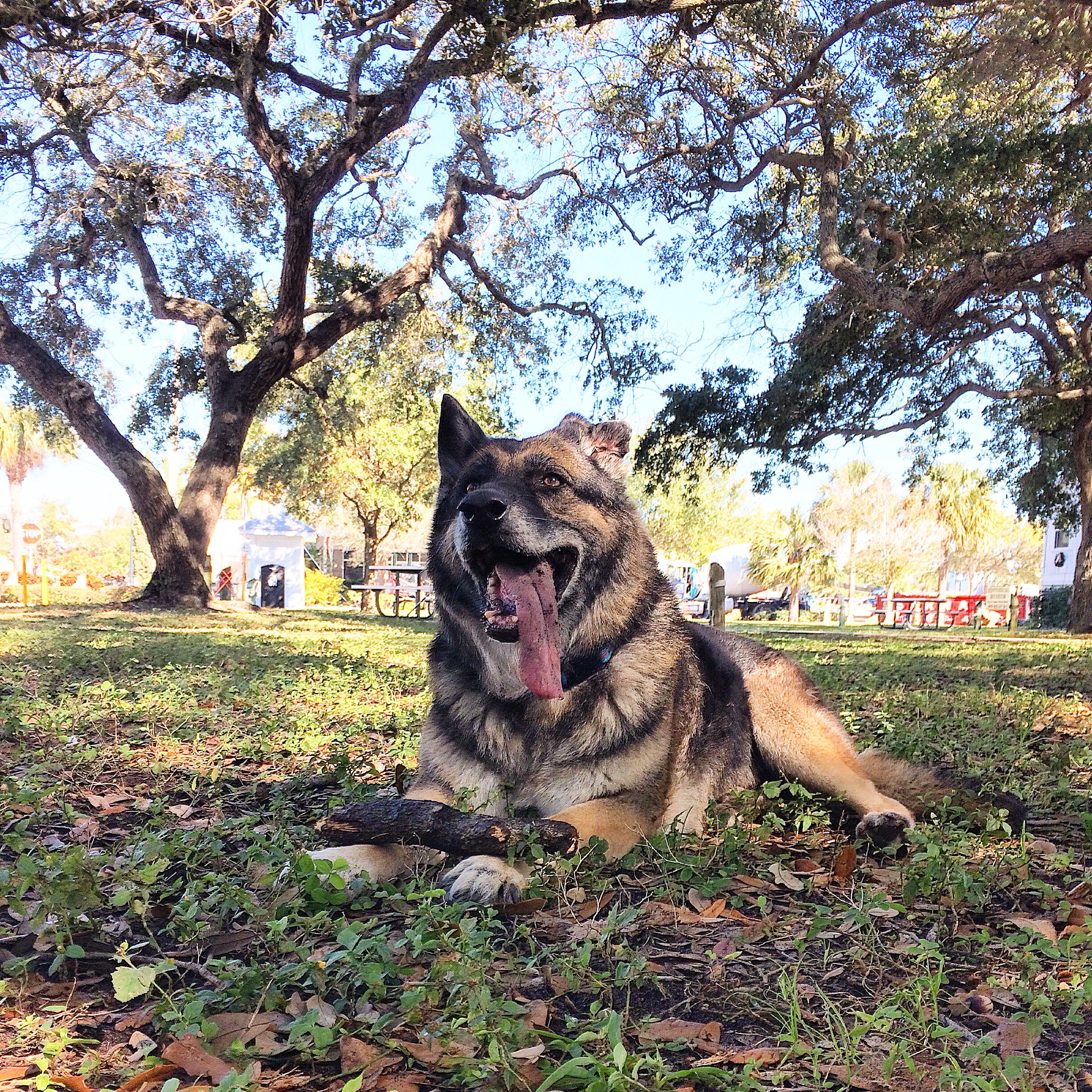 Big and Little Pet Services's Photo