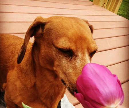 Sandy Paws pets's Photo