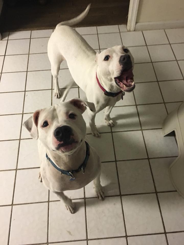 All Creatures Pet Sitting's Photo