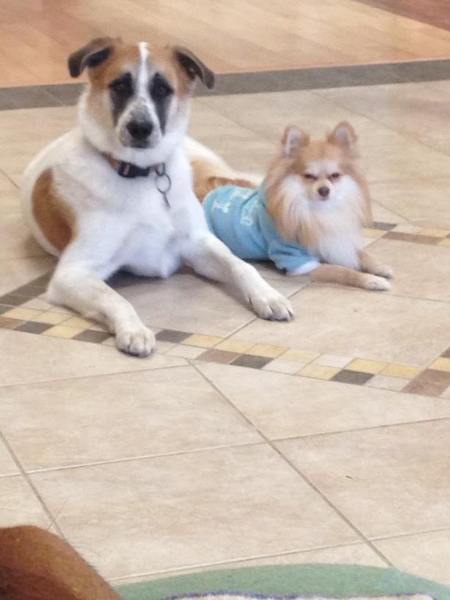 Camp Ruff