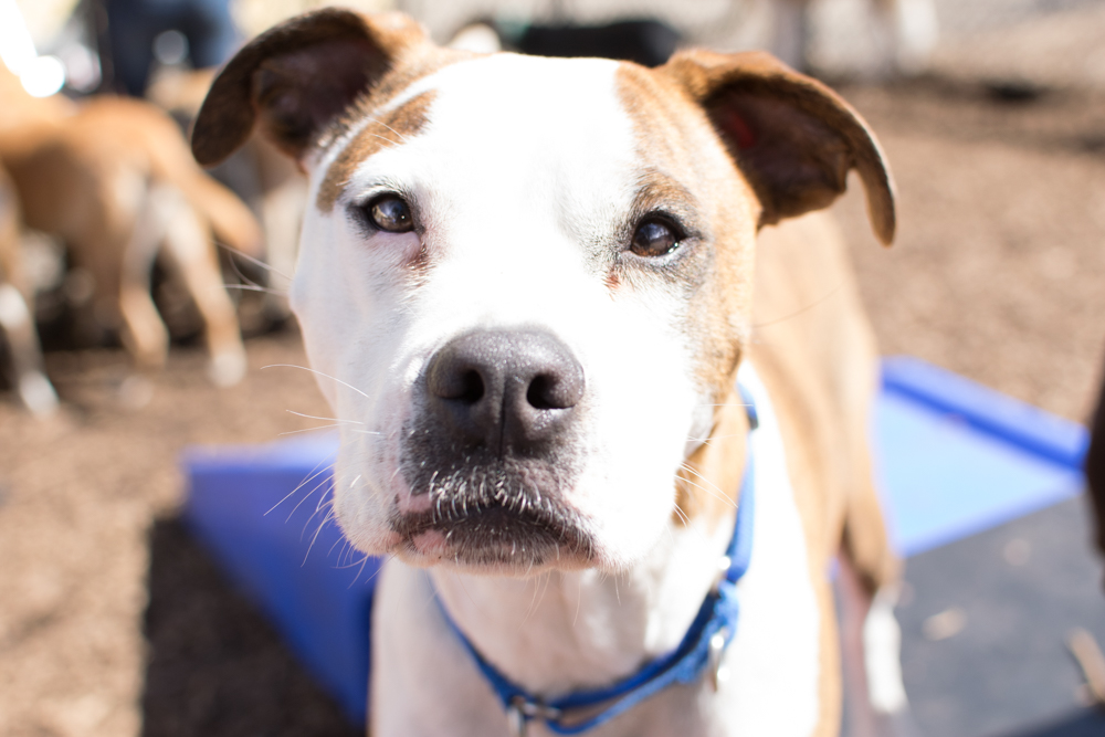 J.M. Pet Resort & Pet Vet's Photo