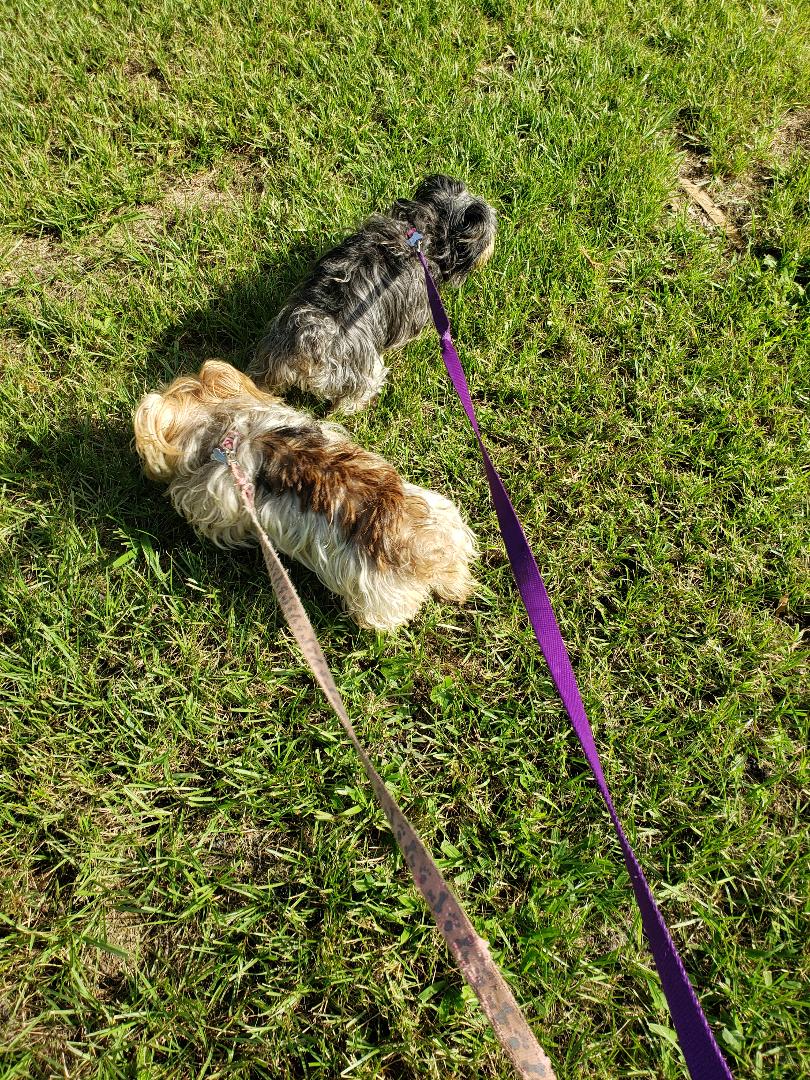 Fur Clan Pet Care LLC's Photo