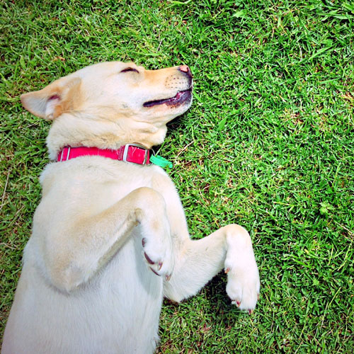 Miami Pet Sitters's Photo