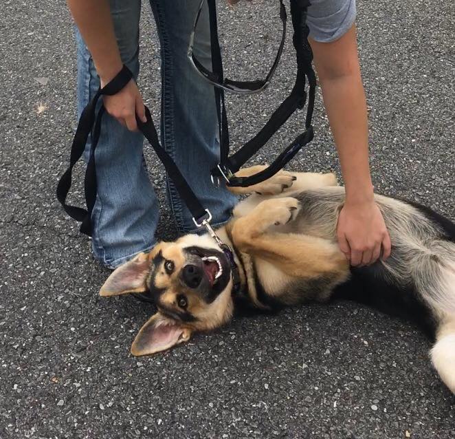 Pawsitive Results, LLC's Photo