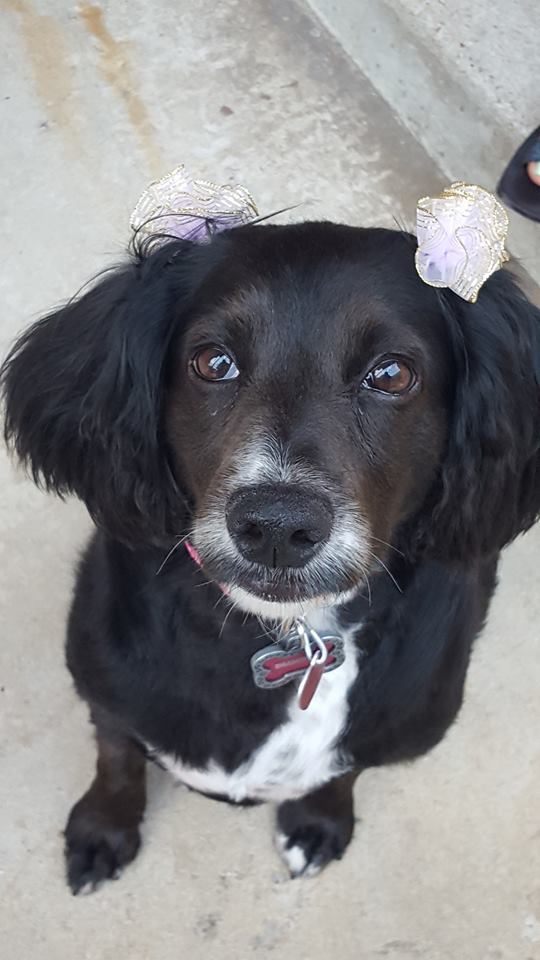 Clean Paws Mobile Grooming Salon's Photo