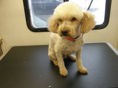 Sparkle Mobile Dog Grooming's Photo