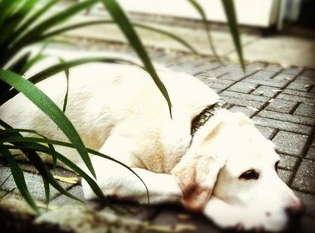 Just For Paws Pet Salon's Photo