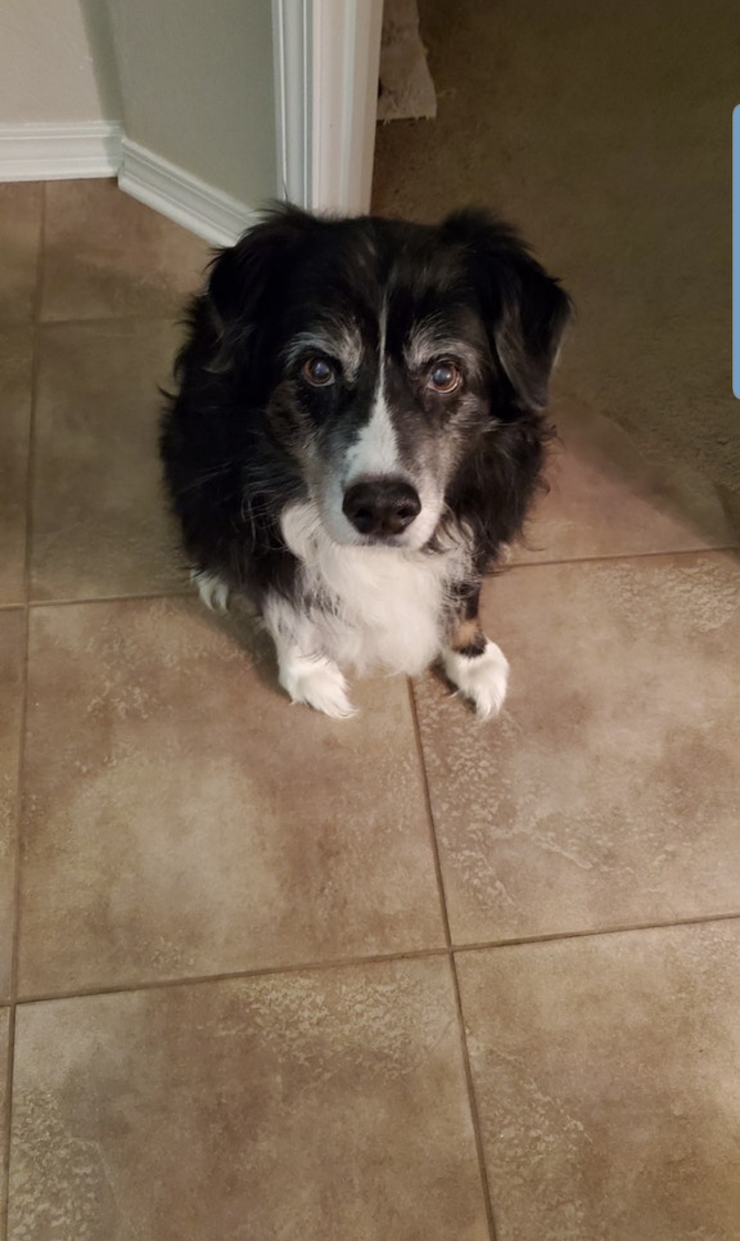 Paws N' Claws Pet Services's Photo