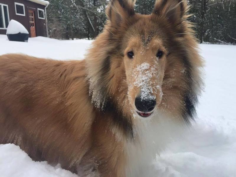 Tuff Paws LLC's Photo