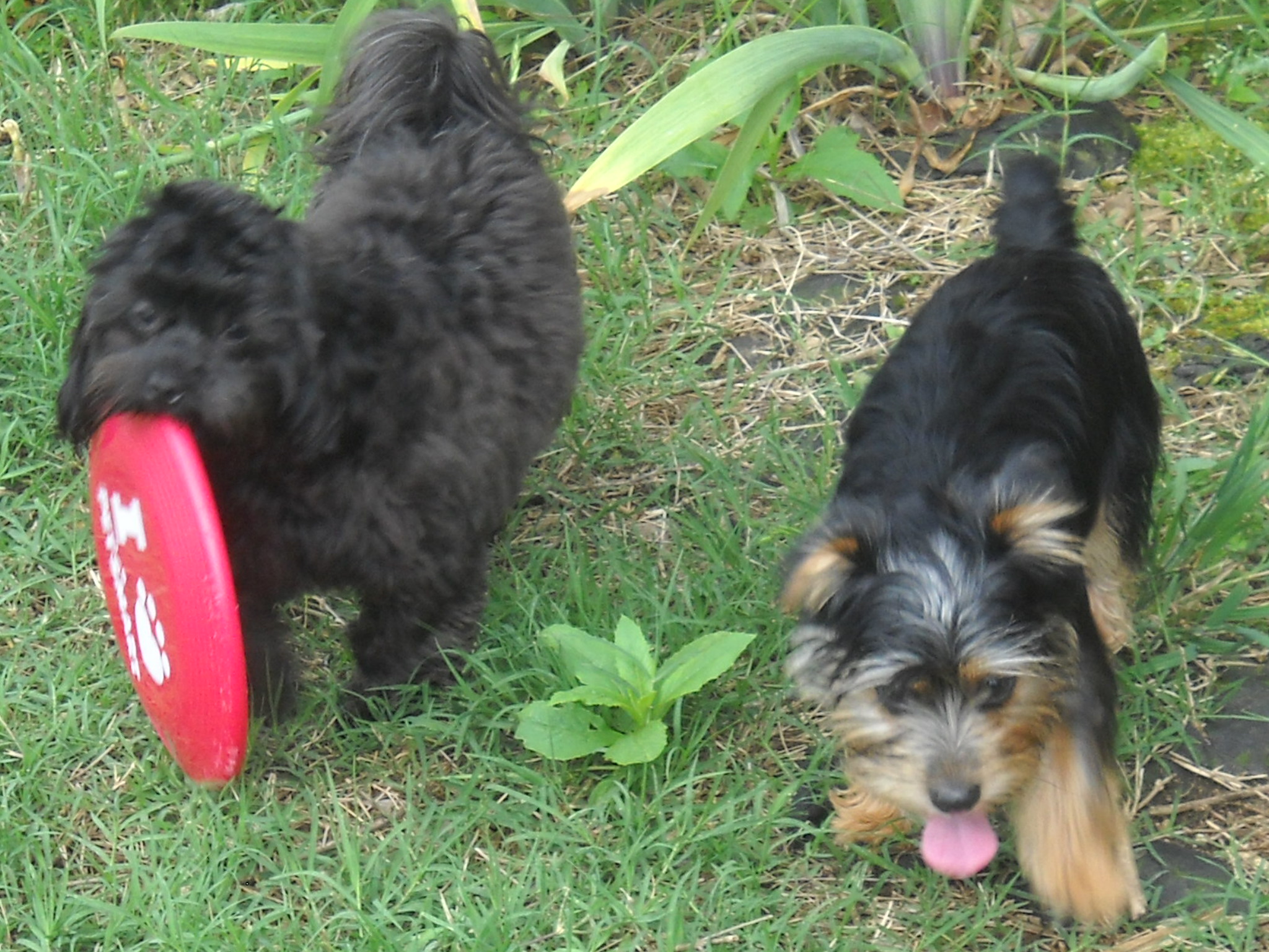 Puppy Camp Boarding's Photo