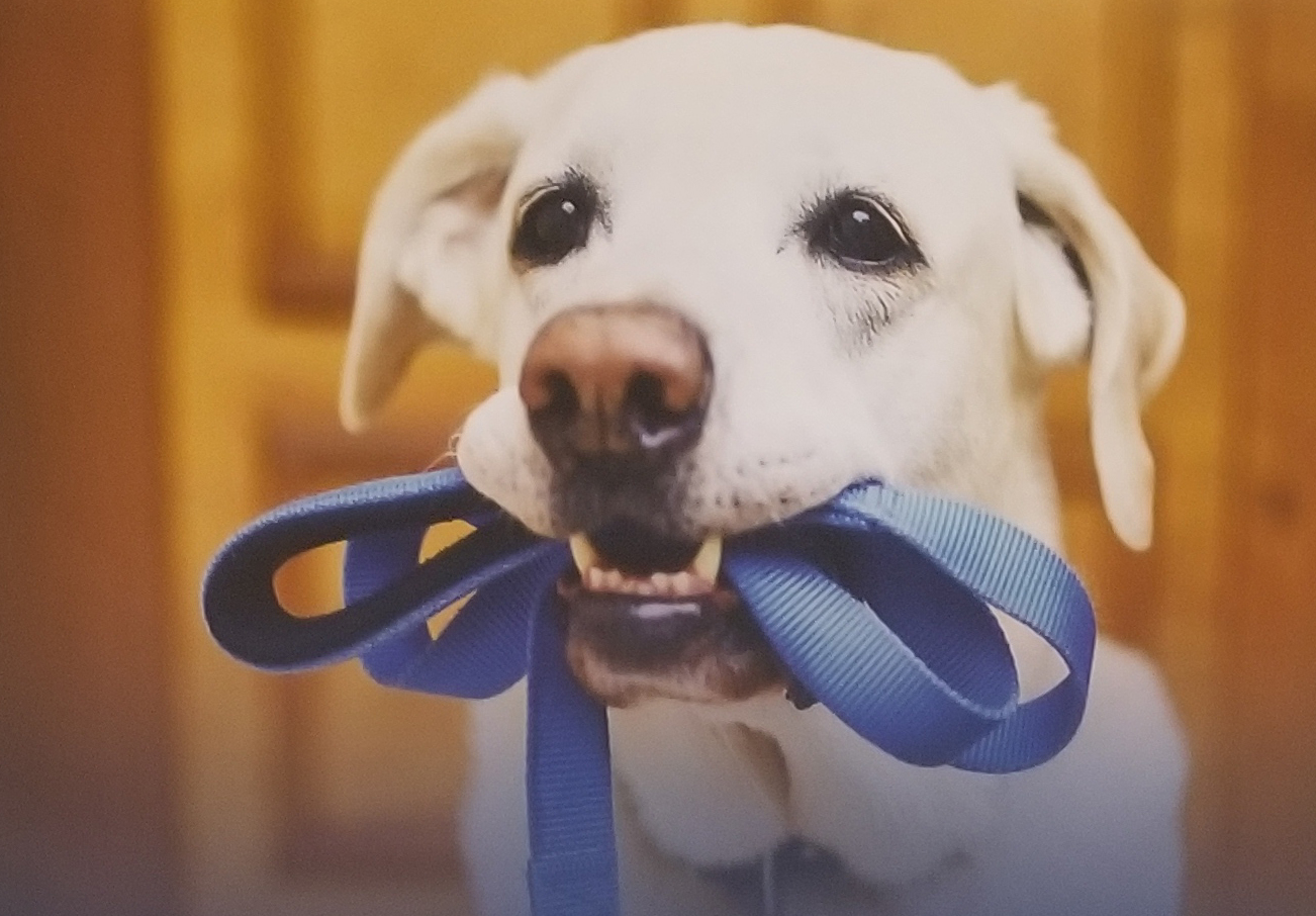Fetch! Pet Care Apex-Cary's Photo