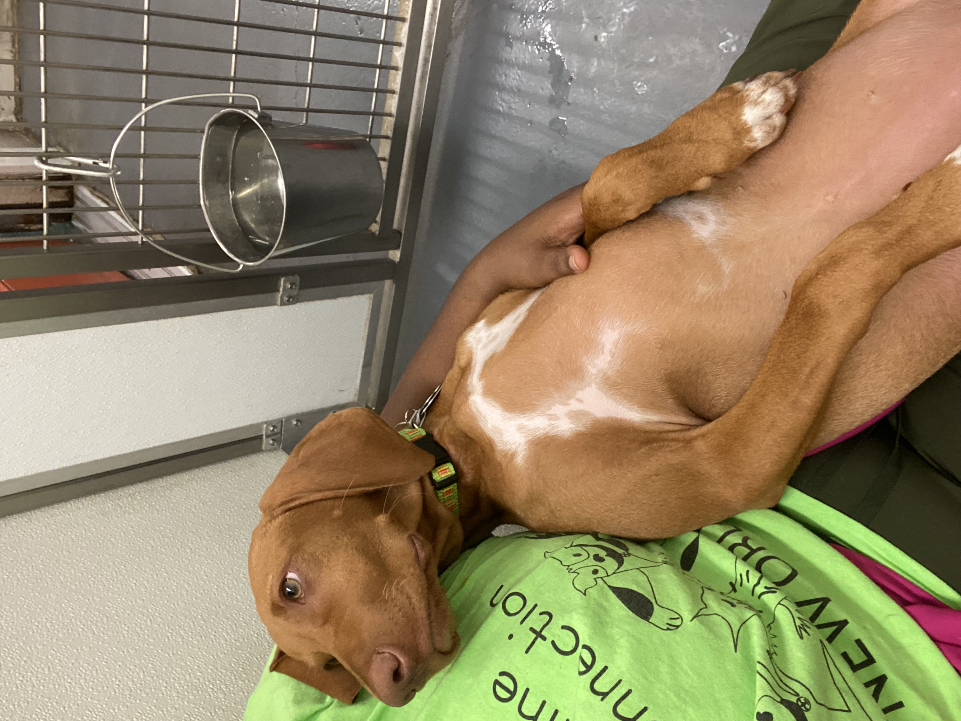 Ahwatukee Pet Sitter's Photo