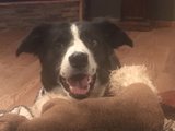 A Dog Gone Good Place