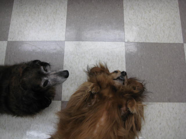 Rainbow Veterinary Hospital's Photo