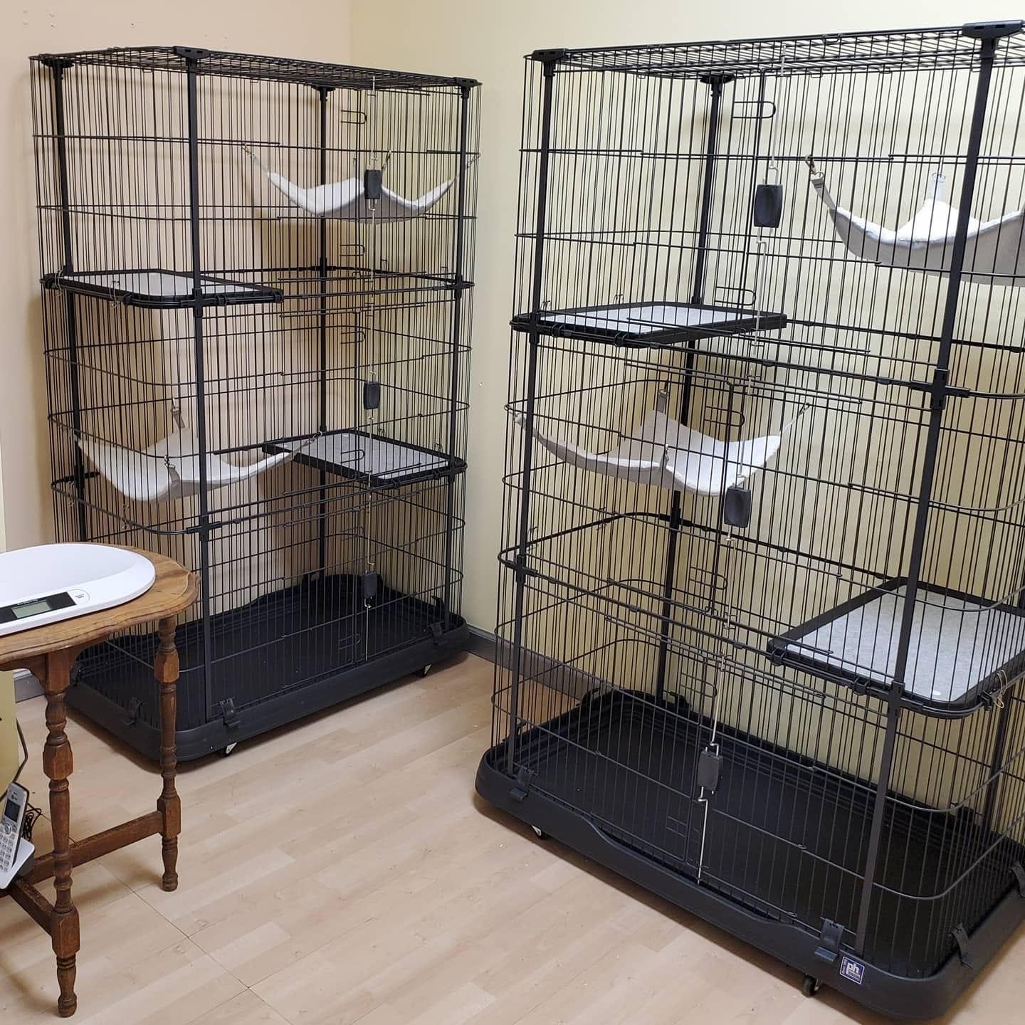 Purr Stay and Play's Photo