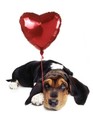 Hound Hearts Dog Daycare