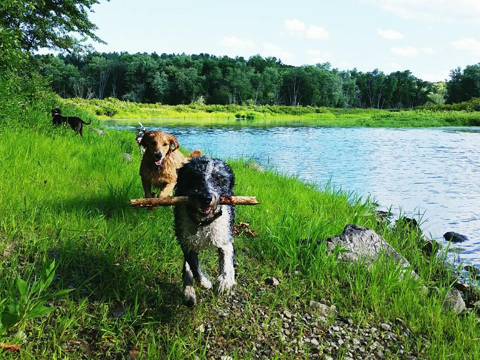 Paws Unleashed's Photo