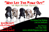 Who Let the Pawz Out (Pet Care Service)