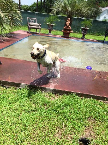 Hardeeville Pet Resort