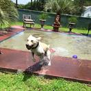 Hardeeville Pet Resort