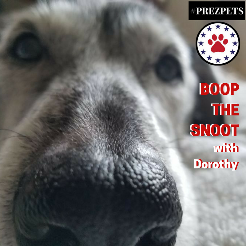 Presidential Pet Care, LLC's Photo