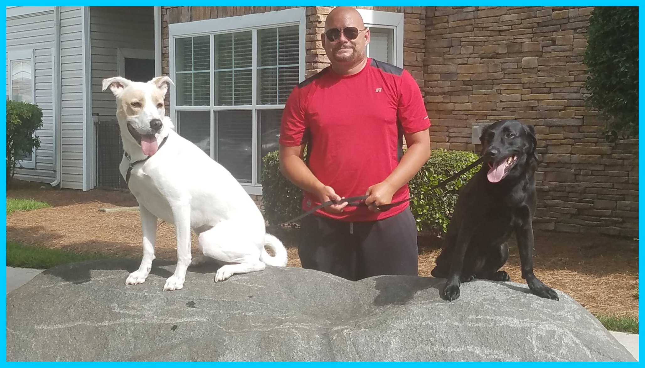 Down Boy Down K9's Photo