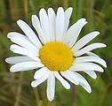 Daisy Home Care